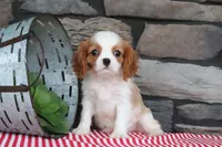 Idabelle, a male Cavalier King Charles Spaniel for sale in Charm, OH – 3 of 4