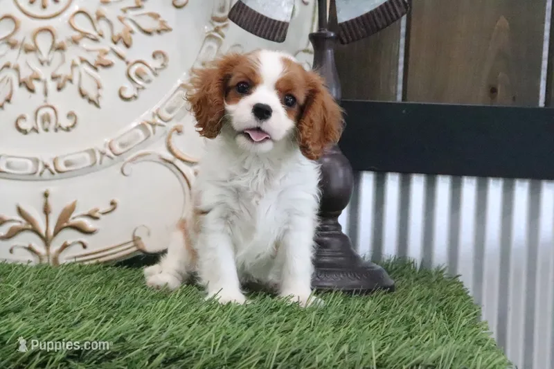 Jasmine – Cavalier King Charles Spaniel puppy for sale in Charm, OH