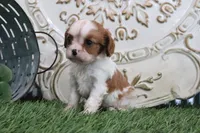 Roxy, a male Cavalier King Charles Spaniel for sale in Charm, OH – 6 of 6