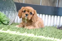 Emma, a male Cavalier King Charles Spaniel for sale in Charm, OH – 2 of 4