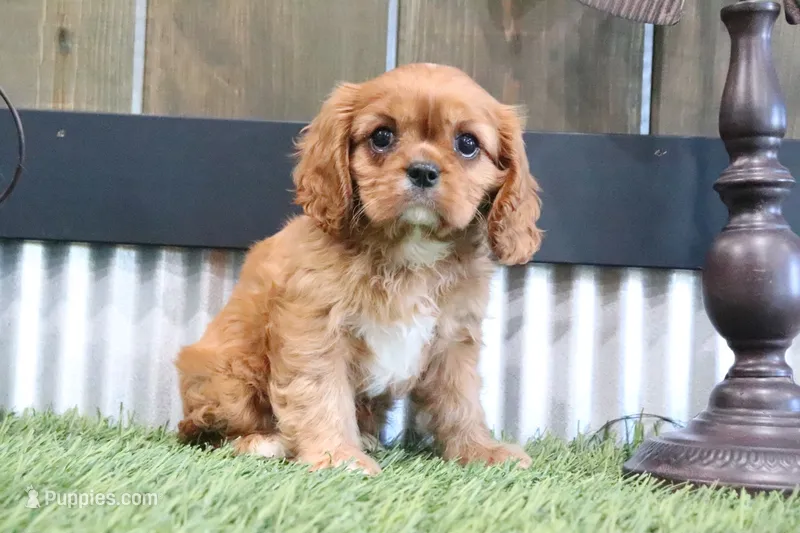 Emma – Cavalier King Charles Spaniel puppy for sale in Charm, OH