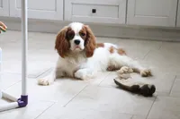 Owen, a male Cavalier King Charles Spaniel for sale in Charm, OH – 3 of 7