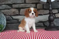 Princess, a female Cavalier King Charles Spaniel for sale in Charm, OH – 3 of 5