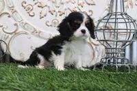 Uri, a male Cavalier King Charles Spaniel for sale in Charm, OH – 2 of 5