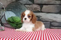 Pebbles, a male Cavalier King Charles Spaniel for sale in Charm, OH – 3 of 5