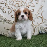 Noble, a male Cavalier King Charles Spaniel for sale in Charm, OH – Photo 4 of 5