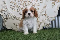 processed/a9ee9470-569d-400c-952a-49a4b8ea71ec/listing/21c1980e-3192-4b49-a832-853478904c74/4f315890-e154-46e9-933a-ba5049fe39ac