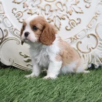 Noble, a male Cavalier King Charles Spaniel for sale in Charm, OH – Photo 3 of 5