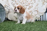 processed/a9ee9470-569d-400c-952a-49a4b8ea71ec/listing/21c1980e-3192-4b49-a832-853478904c74/8cfe7fa2-f3d7-40b6-9583-5f080a558e7e