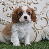 Noble, a male Cavalier King Charles Spaniel for sale in Charm, OH – Photo 2 of 5