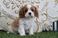 processed/a9ee9470-569d-400c-952a-49a4b8ea71ec/listing/21c1980e-3192-4b49-a832-853478904c74/c70ad293-261c-40bd-a358-f86ee79e57ba