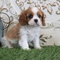 Noble, a male Cavalier King Charles Spaniel for sale in Charm, OH – Photo 5 of 5