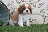 processed/a9ee9470-569d-400c-952a-49a4b8ea71ec/listing/21c1980e-3192-4b49-a832-853478904c74/c977e9e5-b265-42f1-92e0-2bba77c92a29