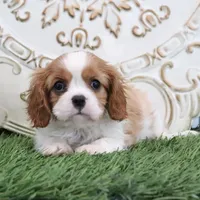 Noble, a male Cavalier King Charles Spaniel for sale in Charm, OH – Photo 1 of 5