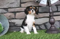 Duchess, a female Cavalier King Charles Spaniel for sale in Charm, OH – 6 of 10