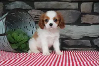 Otis, a male Cavalier King Charles Spaniel for sale in Charm, OH – 4 of 5