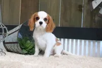 Boone, a male Cavalier King Charles Spaniel for sale in Charm, OH – 8 of 9