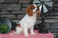 Veto, a male Cavalier King Charles Spaniel for sale in Charm, OH – 4 of 4