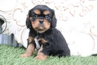 processed/a9ee9470-569d-400c-952a-49a4b8ea71ec/listing/240a8ec7-c930-4bb1-a974-cad8b6b1ce94/0a1b2db2-17c7-4d3a-b271-c89ab942e3ed