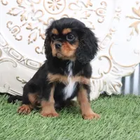 Ike, a male Cavalier King Charles Spaniel for sale in Charm, OH – Photo 5 of 6