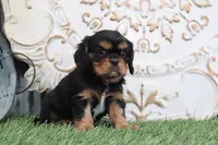 processed/a9ee9470-569d-400c-952a-49a4b8ea71ec/listing/240a8ec7-c930-4bb1-a974-cad8b6b1ce94/635d28b5-a1bb-4085-ae90-c87282b6e087