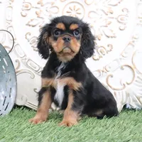 Ike, a male Cavalier King Charles Spaniel for sale in Charm, OH – Photo 3 of 6