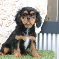 Ike, a male Cavalier King Charles Spaniel for sale in Charm, OH – Photo 1 of 6
