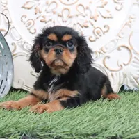 Ike, a male Cavalier King Charles Spaniel for sale in Charm, OH – Photo 2 of 6