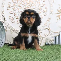 Ike, a male Cavalier King Charles Spaniel for sale in Charm, OH – Photo 6 of 6