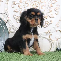 Ike, a male Cavalier King Charles Spaniel for sale in Charm, OH – Photo 4 of 6