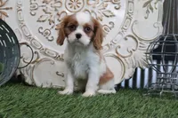 Arthur, a male Cavalier King Charles Spaniel for sale in Charm, OH – 3 of 4