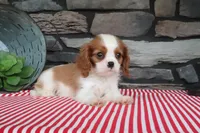 Pebbles, a male Cavalier King Charles Spaniel for sale in Charm, OH – 4 of 5