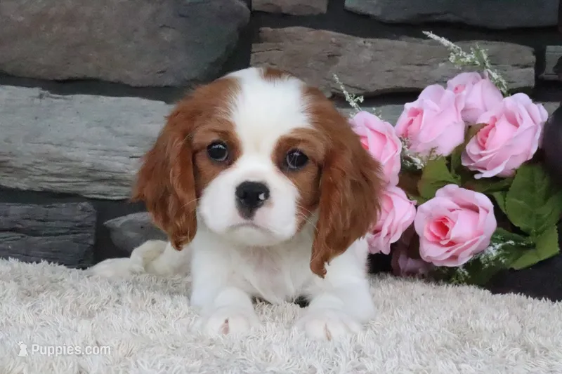 Charlotte – Cavalier King Charles Spaniel puppy for sale in Charm, OH