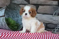 Tuffy, a male Cavalier King Charles Spaniel for sale in Charm, OH – 2 of 5