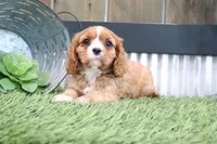 Edison, a male Cavalier King Charles Spaniel for sale in Charm, OH – 3 of 4