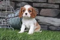 Lottie, a female Cavalier King Charles Spaniel for sale in Charm, OH – 4 of 4