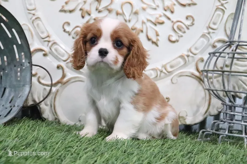 Charlotte – Cavalier King Charles Spaniel puppy for sale in Charm, OH