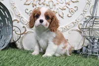 Charlotte, a male Cavalier King Charles Spaniel for sale in Charm, OH – 1 of 5
