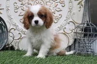 Bart, a male Cavalier King Charles Spaniel for sale in Charm, OH – 2 of 5