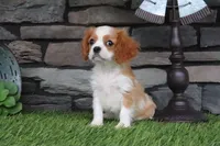 Isabell, a female Cavalier King Charles Spaniel for sale in Charm, OH – 4 of 6