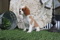 Dixie, a female Cavalier King Charles Spaniel for sale in Charm, OH – 2 of 4