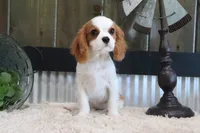Boone, a male Cavalier King Charles Spaniel for sale in Charm, OH – 1 of 9