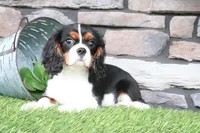 Darcy, a female Cavalier King Charles Spaniel for sale in Charm, OH – 6 of 6