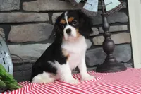 Dottie, a female Cavalier King Charles Spaniel for sale in Charm, OH – 3 of 7