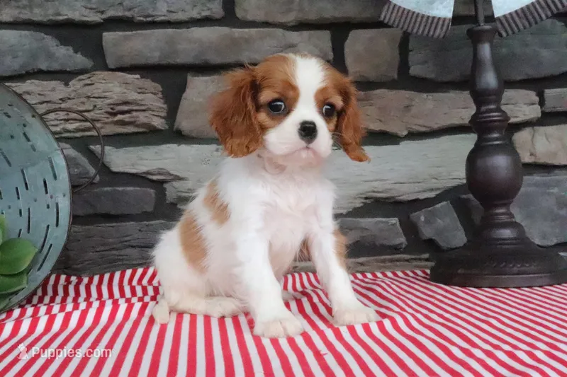 Pablo – Cavalier King Charles Spaniel puppy for sale in Charm, OH