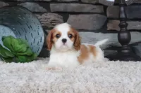 Toby, a male Cavalier King Charles Spaniel for sale in Charm, OH – 3 of 4