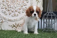 Ursula, a female Cavalier King Charles Spaniel for sale in Charm, OH – 3 of 4