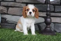 Loyal, a female Cavalier King Charles Spaniel for sale in Charm, OH – 4 of 5
