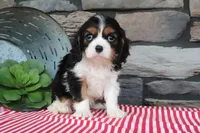 Josefina, a female Cavalier King Charles Spaniel for sale in Charm, OH – 3 of 5