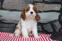 Jasmine, a female Cavalier King Charles Spaniel for sale in Charm, OH – 4 of 4